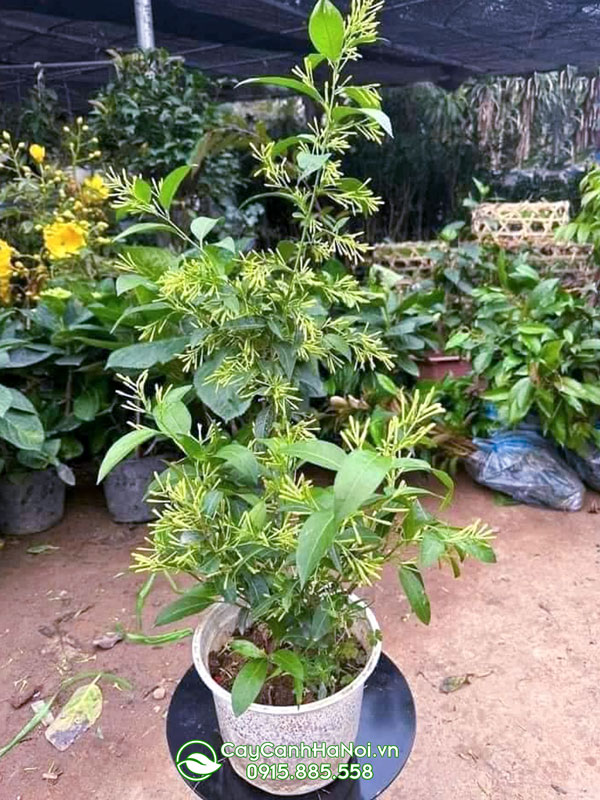 Dạ lý hương là cây hoa dạng bụi có thể leo giàn được