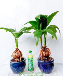 Đặc điểm cây dừa bonsai mini
