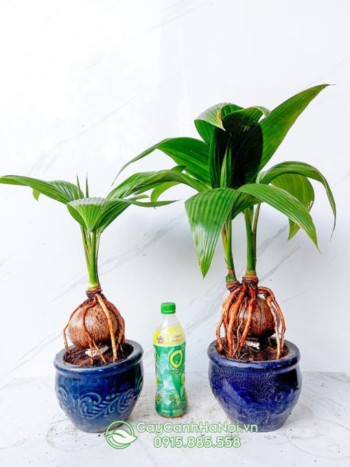 Đặc điểm cây dừa bonsai mini