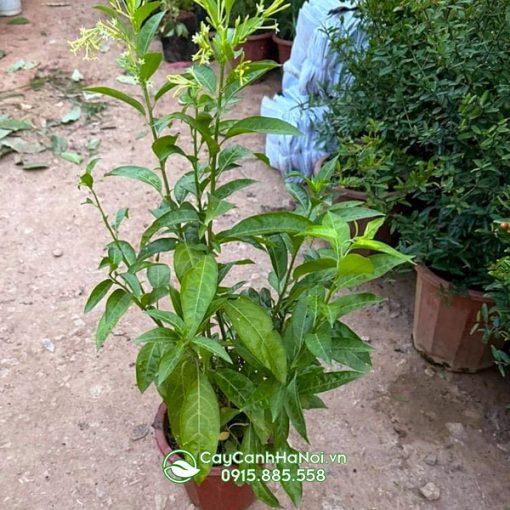 Đặc điểm lá cây dạ lý hương