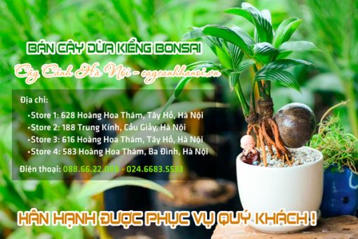 Địa chỉ bán cây dừa kiểng bonsai
