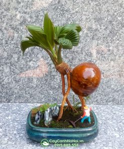 Giá bán cây dừa bonsai