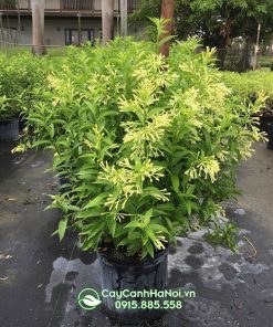 Hoa dạ lý hương có mui thơm đặt trưng