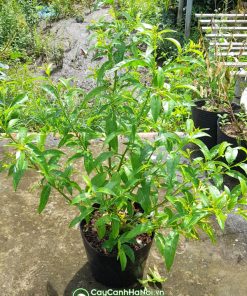 Hoa dạ lý hương ưa nắng