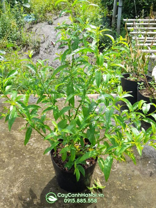 Hoa dạ lý hương ưa nắng