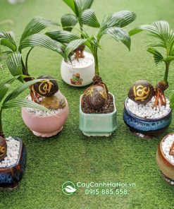 Mua cây dừa bonsai tại Hà Nội