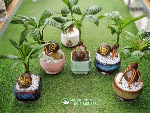 Mua cây dừa bonsai tại Hà Nội