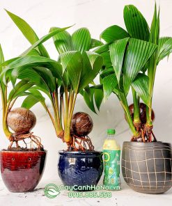 Nơi bán cây dừa bonsai tại Hà Nội