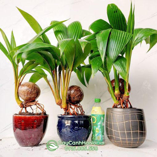 Nơi bán cây dừa bonsai tại Hà Nội