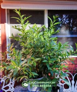 Cây hoa dạ lý hương đại diện cho sự khiêm nhường