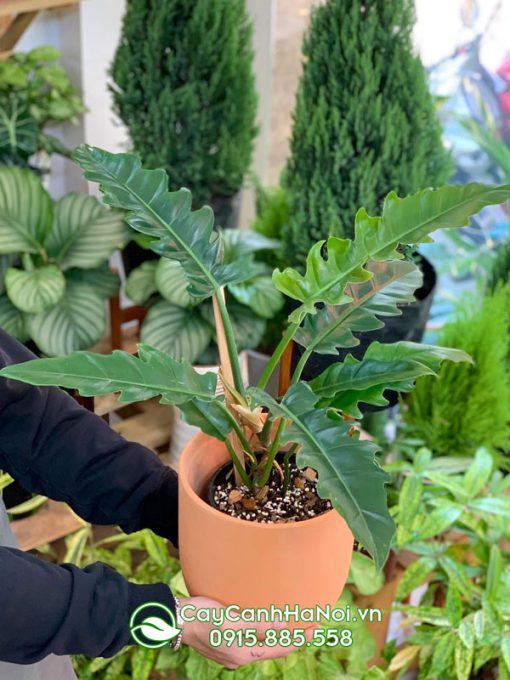 Philodendron Jungle Boogie