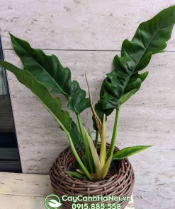 Philodendron Narrow Escape