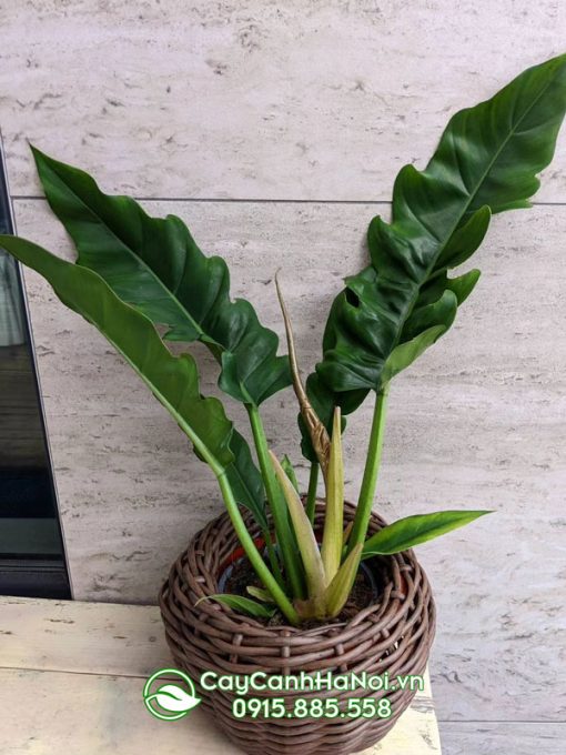 Philodendron Narrow Escape