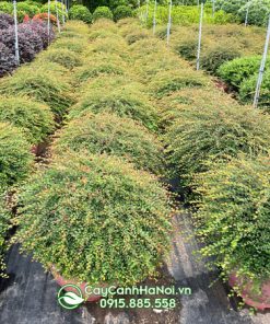 Bán cây sơn liễu thái tại Hà Nội