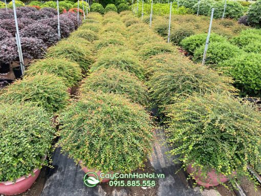 Bán cây sơn liễu thái tại Hà Nội