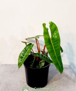 Cây hồng hạc chân cam bụi nhỏ