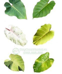 Các dạng lá của Philodendron Snowdrift
