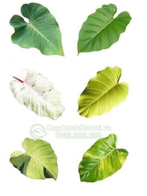 Các dạng lá của Philodendron Snowdrift
