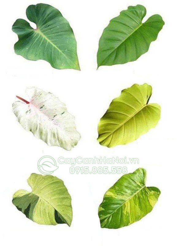 Các dạng lá của Philodendron Snowdrift