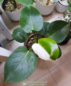 Philodendron White Wizard