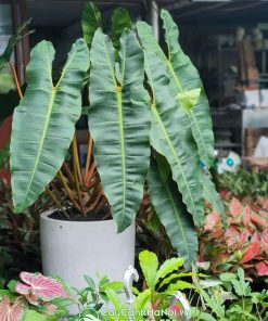 Cách trồng và chăm sóc cây hồng hạc cuốn cam