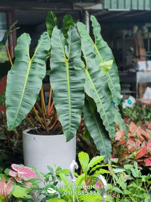 Cách trồng và chăm sóc cây hồng hạc cuốn cam