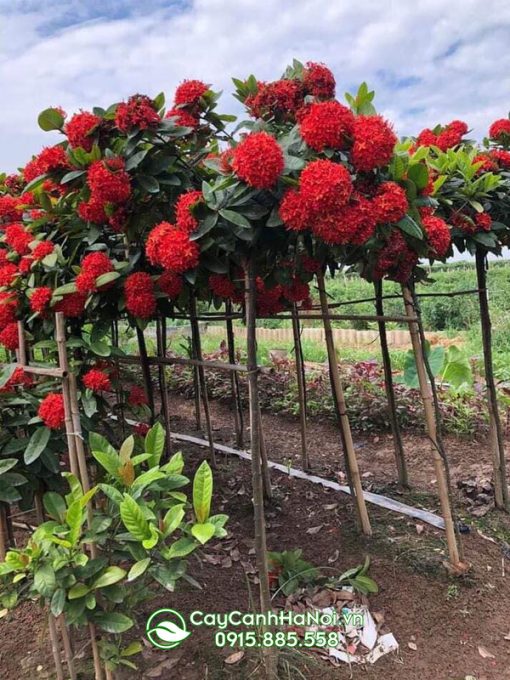 Hướng dẫn cách trồng và chăm sóc cây mẫu đơn