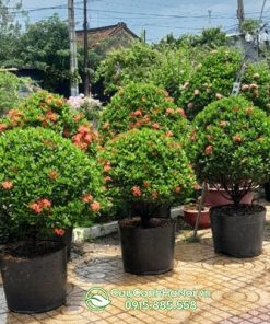 Cách xử lý cây bông trang bị đốm nâu
