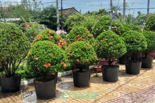Cách xử lý cây bông trang bị đốm nâu