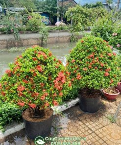 Cách xử lý khi cây mẫu đơn