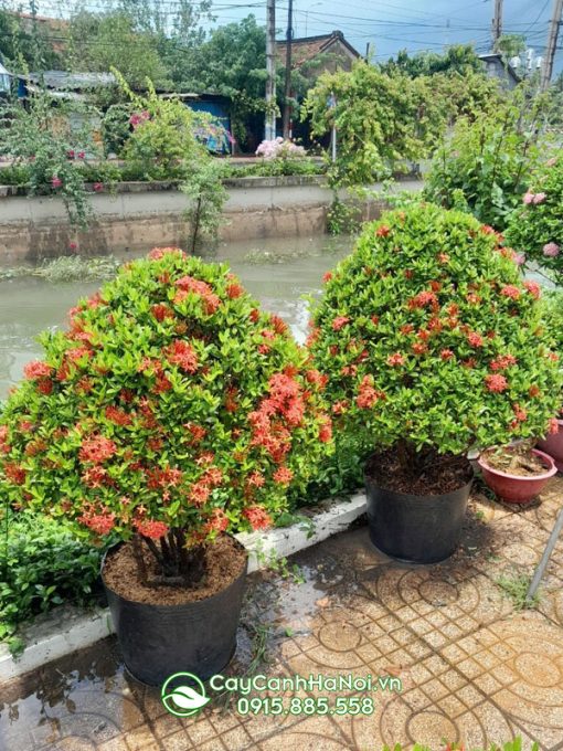 Cách xử lý khi cây mẫu đơn