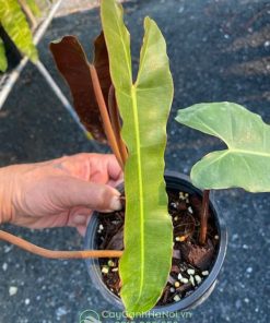 Cây Philodendron Atabapoense Dark Form