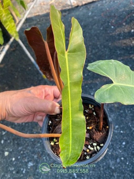 Cây Philodendron Atabapoense Dark Form