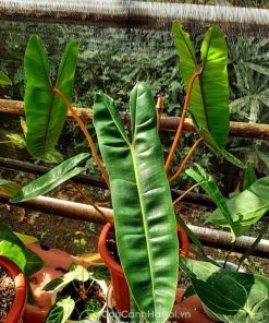 Cây Philodendron Billietiae