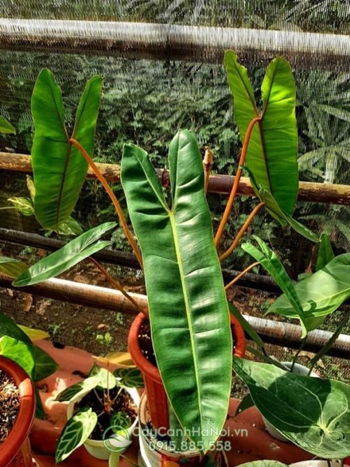 Cây Philodendron Billietiae