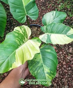 Cây Philodendron Jungle Fever.