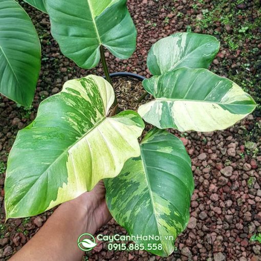 Cây Philodendron Jungle Fever.