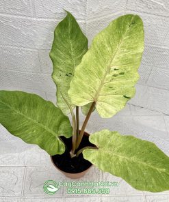 Cây Philodendron Snowdrift
