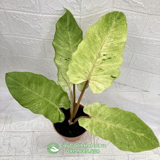 Cây Philodendron Snowdrift