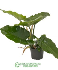 Cây Philodendron Snowdrift Green