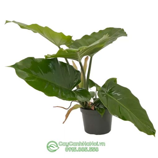 Cây Philodendron Snowdrift Green