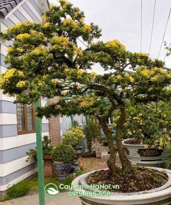 Cây bông trang hoa vàng trang trí sân vườn biệt thự