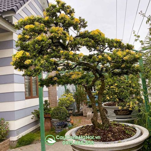 Cây bông trang hoa vàng trang trí sân vườn biệt thự