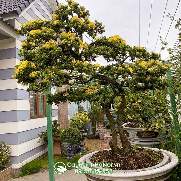 Cây bông trang hoa vàng trang trí sân vườn biệt thự