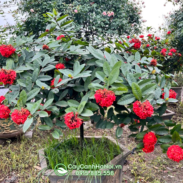 Cây bông trang thích hợp trồng những nơi có nhiều ánh sáng