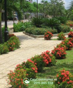 Cây bông trang trồng trang trí công viên