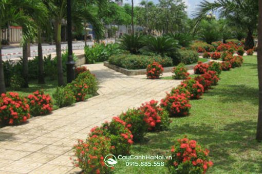 Cây bông trang trồng trang trí công viên