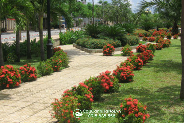Cây bông trang trồng trang trí công viên