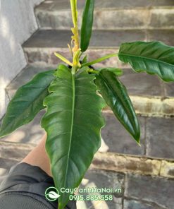Cây cung đàn xanh giúp xua đuổi tà khí