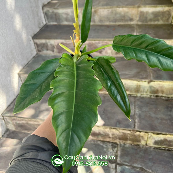 Cây cung đàn xanh giúp xua đuổi tà khí